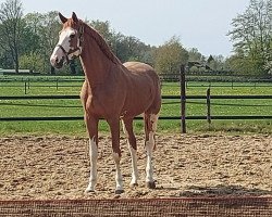 Pferd Orestes Siraxta Z (Zangersheide Reitpferd, 2019, von Ogano Sitte)