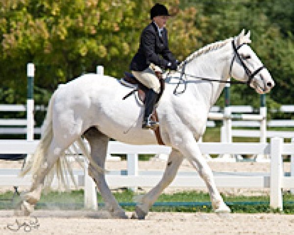 stallion Foxglen Himself (Irish Draft Horse, 1991, from Finbarr)