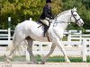 stallion Foxglen Himself (Irish Draft Horse, 1991, from Finbarr)