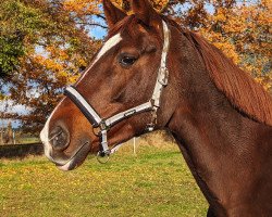 broodmare Galaxy (Oldenburg, 2011, from London Lightning)