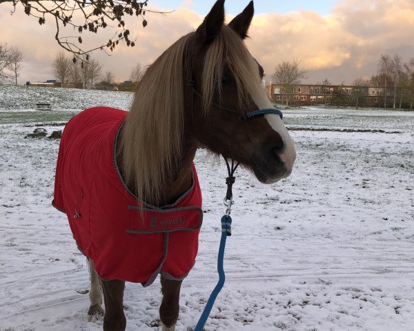 horse Lliwgarcobs Miranda (Welsh-Cob (Sek. C), 2018, from Lliwgarcobs Golden Blue Moon)