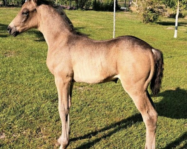 dressage horse Ganadora (German Riding Pony, 2023, from Gold Garant)