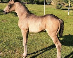 dressage horse Ganadora (German Riding Pony, 2023, from Gold Garant)