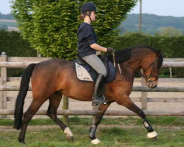 broodmare Steverheides Diorella (German Riding Pony, 2007, from Dein Sunnyboy)