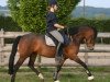 broodmare Steverheides Diorella (German Riding Pony, 2007, from Dein Sunnyboy)