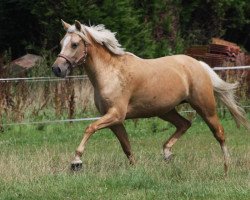 Zuchtstute Steverheides Greta (Deutsches Reitpony,  , von HET Golden Dream)