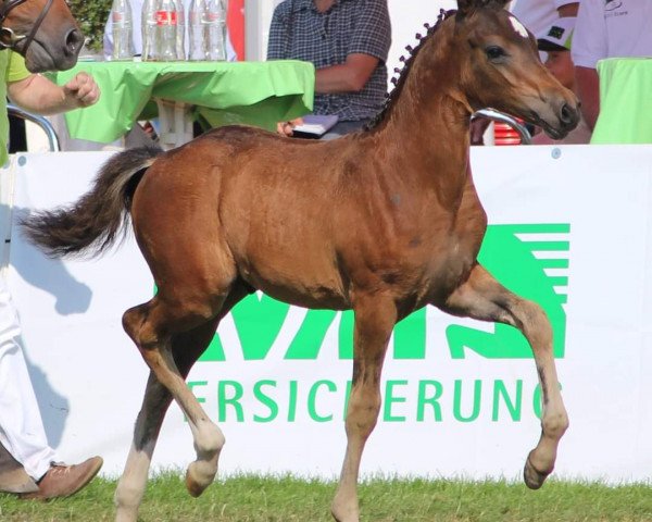 dressage horse Steverheides Nijinsky (German Riding Pony, 2015, from Fs Numero Uno)