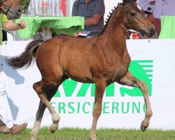 dressage horse Steverheides Nijinsky (German Riding Pony, 2015, from Fs Numero Uno)