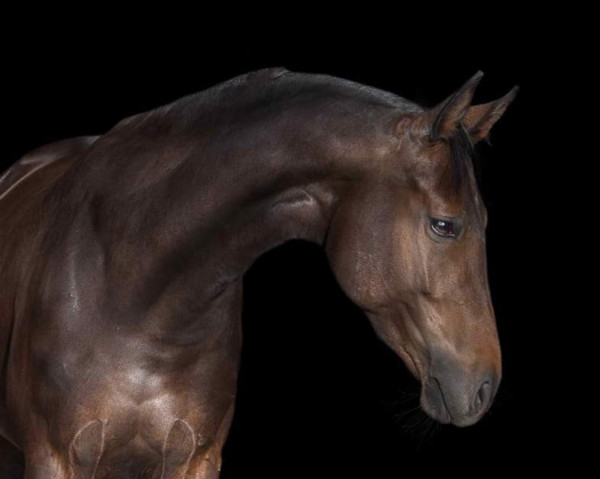 dressage horse Feenglanz (Westphalian, 2017, from Franziskus FRH)