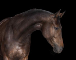 dressage horse Feenglanz (Westphalian, 2017, from Franziskus FRH)