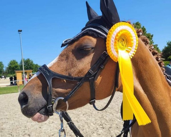 dressage horse Dating's Milk And Honey (German Riding Pony, 2017, from Dating At NRW)