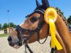 dressage horse Dating's Milk And Honey (German Riding Pony, 2017, from Dating AT NRW)