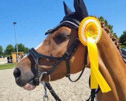 dressage horse Dating's Milk And Honey (German Riding Pony, 2017, from Dating At NRW)