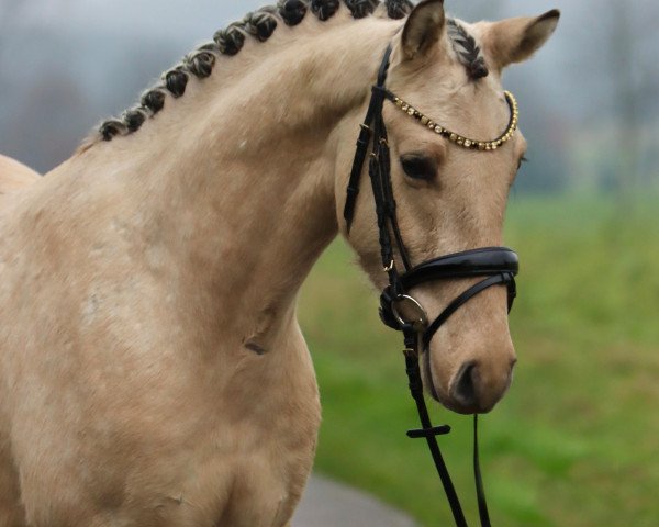 Pferd Steverheides Donnarumma (Deutsches Reitpony, 2021, von HET Golden Dream)