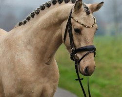 dressage horse Steverheides Donnarumma (German Riding Pony, 2021, from HET Golden Dream)