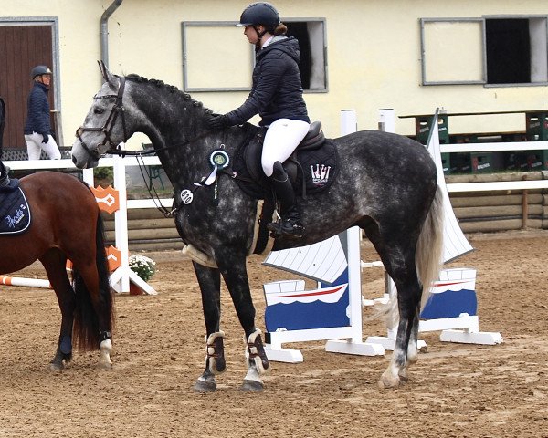 jumper Carotello B (German Sport Horse, 2018, from Caroly)