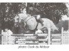 stallion Cook du Midour AA (Anglo-Arabs, 1990, from Iago C AA)