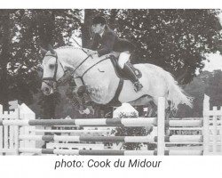 stallion Cook du Midour AA (Anglo-Arabs, 1990, from Iago C AA)