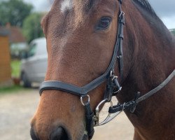 horse Rowhill Lift Off (New-Forest-Pony, from Lovelyhill Uplift)