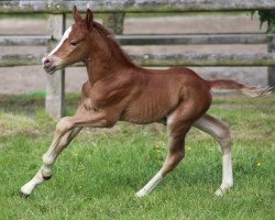 dressage horse Netter Bubi (German Riding Pony, 2016, from Fs Numero Uno)