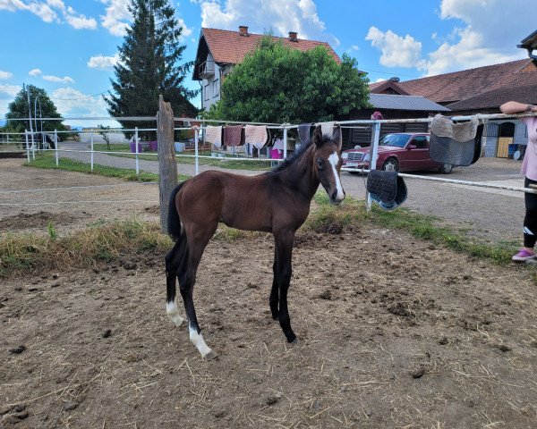 jumper DJANGO DE REMEDY Z (Zangersheide riding horse, 2021, from Diarado)