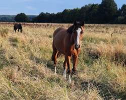 Springpferd Bella Donna R (Hannoveraner, 2021, von Baloutaire PS)