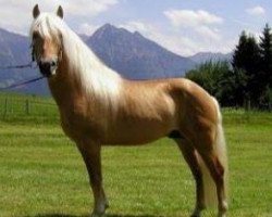 stallion Nostradamus (Haflinger, 1998, from Nordenwind)