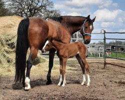 broodmare Chloe R (Hanoverian, 2009, from Cardenio)