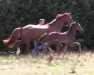 dressage horse Hengst von Black or White / Fürst Romancier (Oldenburg, 2022, from Black Or White Bordeaux OLD)