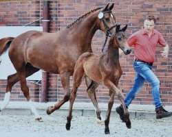 Dressurpferd Borneo (Oldenburger, 2021, von Black Or White Bordeaux OLD)