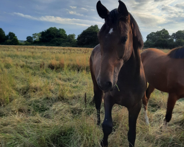 dressage horse Very Pretty (Hanoverian, 2021, from Va' Pensiero)