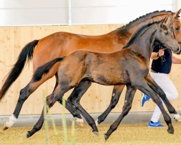 dressage horse Hengst von Black or White / Borsalino (Oldenburg, 2023, from Black Or White Bordeaux OLD)