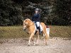 dressage horse Staccato (Haflinger, 2005, from Stanley)