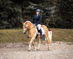 dressage horse Staccato (Haflinger, 2005, from Stanley)