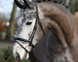 dressage horse Banderas 42 (Oldenburg, 2015, from Bordeaux 28)