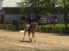 dressage horse Tesio 4 (German Riding Pony, 2005, from Timberland)