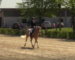 dressage horse Tesio 4 (German Riding Pony, 2005, from Timberland)