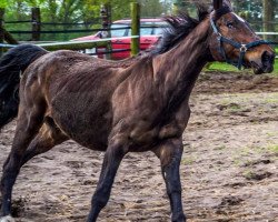 broodmare Granate (Hanoverian, 1998, from Graf Grannus)