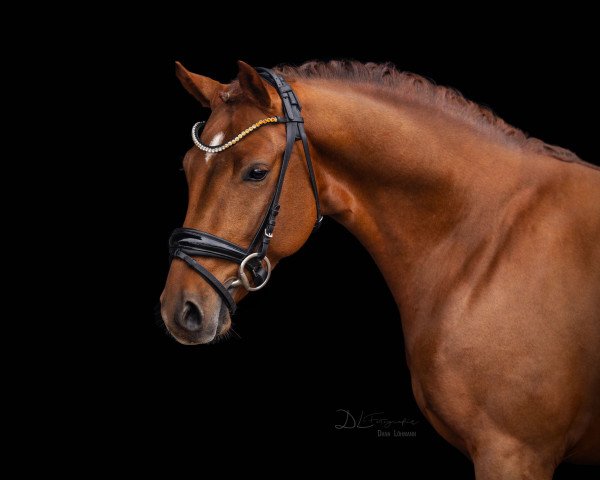 dressage horse Venustas Cool Cosmo (German Riding Pony, 2021, from Venustas Cool Edition)