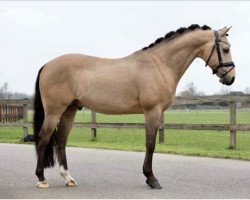 dressage horse Dynamite Deluxe (German Riding Pony, 2009, from FS Champion de Luxe)