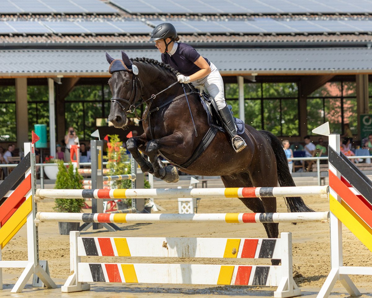jumper Earl in Black (Westphalian, 2008, from Ehrenpreis)