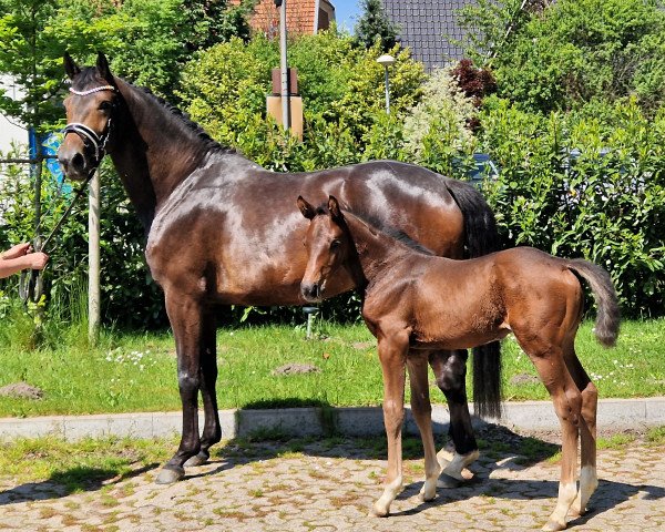 broodmare Kalayana (Oldenburg, 2019, from Dante’s Jr.)