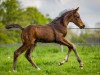 dressage horse Hengst von Feliciano (Oldenburg, 2023, from Feliciano)