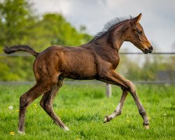 dressage horse Hengst von Feliciano (Oldenburg, 2023, from Feliciano)