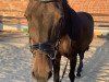 dressage horse Lena S (Oldenburg show jumper, 2002)