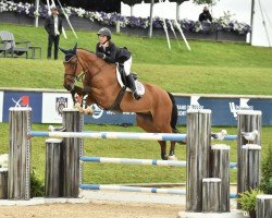 jumper Chaccman (Oldenburg show jumper, 2006, from Chacco-Blue)