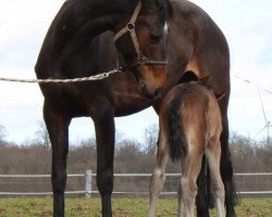 broodmare K-Edwina (Hanoverian, 2017, from Edward 28)