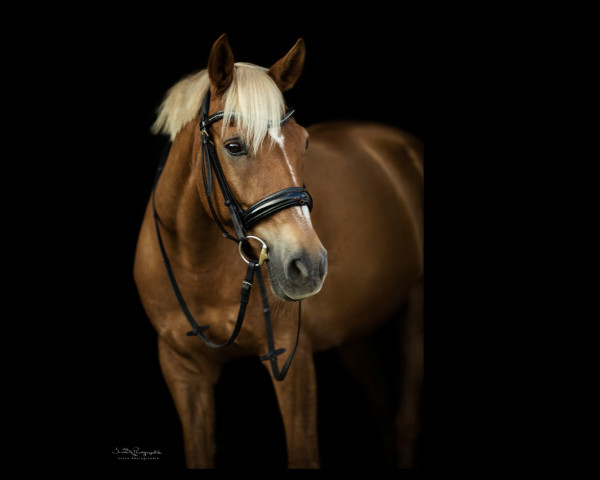 Dressurpferd Burner 2 (Pony ohne Rassebezeichnung, 2011, von Bodyguard)