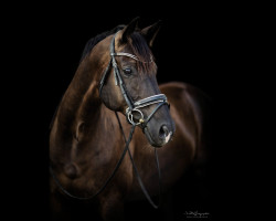 dressage horse Henry Clouddancer (Hanoverian, 2015, from Hochadel)