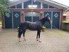 dressage horse Desota 3 (German Riding Pony, 2015, from Don Mour)